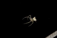 Gözlerinize İnanamayacaksınız, Çanakkale?de?