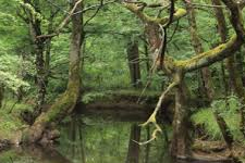 Longoz Ormanlarında Sonbahar