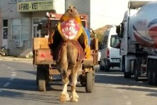 Sporcu Deve Kırayak, Müsabakalara Hazır