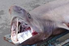 Balıkçılar, 3 Metre Boyunda Köpek Balığı Yakaladı