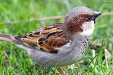 Kuşlar İçin Öğrencilerden Her Gün 1 Dakika