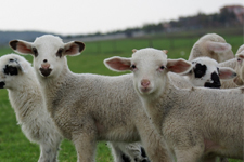 Edirne’de, Dolandırıcılar İş başında