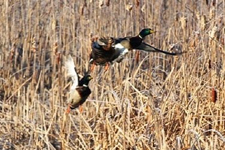 Ördek Avına Giderken, Kendini Avladı