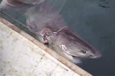 Görenleri Hayrete Düşüren Balık, Tekirdağ’da Yakalandı