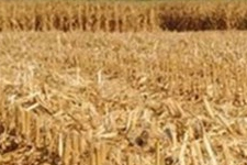 Bu Kadarına Da Pes: Tarladaki Mısırı da Çaldılar