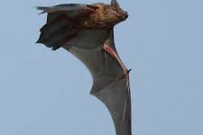 Bir Var Bir Yok! Korumaya Alınıyor