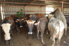 Tekirdağ'da Yakalanan Kaçak Danaların Acı Sonu