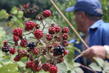 Kırklareli?de Böğürtlen Toplama Sezonu Açıldı!
