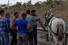 Atının Yaralanmasına, O Kadar Üzüldü Ki?