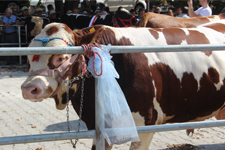 Sığır Güzellik Yarışması Sonuçlandı!
