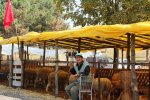Tekirdağ - Tekirdağ?da, Kurbanlıklar Elde Kaldı