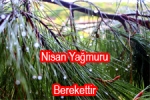  - Nisan Yağmuru Cilt ve Saç Sağlığına Faydalı