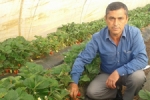 Çanakkale - Çilek Üretimi Yenice Köyünün Yüzünü Güldürdü 