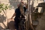  - Kedi İşkencesi İçin Karar Verildi