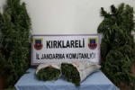 Kırklareli - Kırklareli'nde 8 Kilo Esrar Ve Kenevir Ele Geçirildi